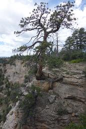 A precarious ponderosa [sat jul 6 13:10:57 mdt 2019]